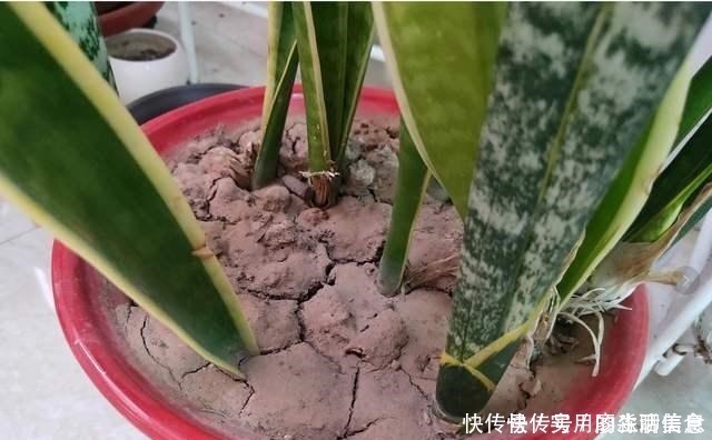 花盆|室内养花，有6个“禁忌”，犯1个也活不久，看你中了几个！