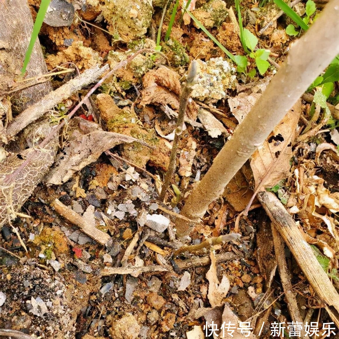 玉兰|家门口种棵“吉祥花”，满树都开花，还有“镇宅”好兆头