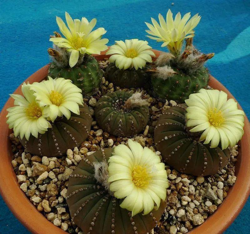 士童|误以为仙人掌很难开花,凑齐“4个条件”,开花一点不稀奇!