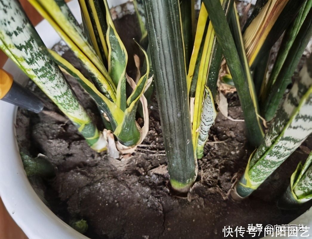 室内|虎皮兰冬季容易烂,少浇水,旱着养,叶子更绿,根系不腐烂