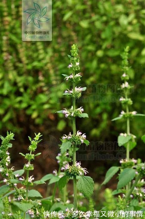 风草|防风草,祛风湿。能治中风口眼歪斜、风湿痹痛