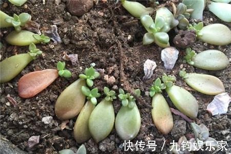 秋天养多肉赶紧叶插,这么做插几片就能活几片,插出满阳台的肉崽