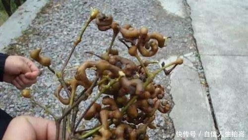 农村|农村娃绝对没吃过的8种纯天然美食!