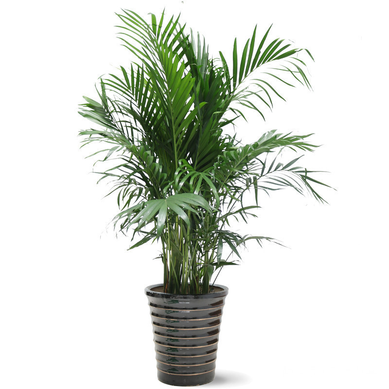 芝麻饼|花卉就喜欢它,盆里撒一点,土壤肥得流油,叶片花朵蹭蹭长