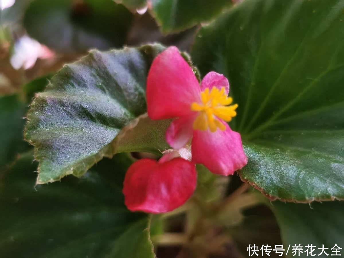 4种花一年四季都开花，十块钱就能买到，还特好养