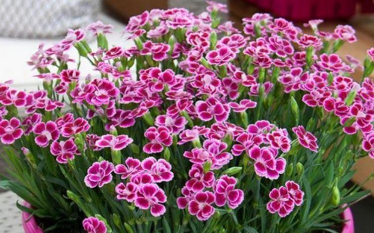 4种花自带财运，好养易活不招虫，比牡丹好看，比吊兰好养