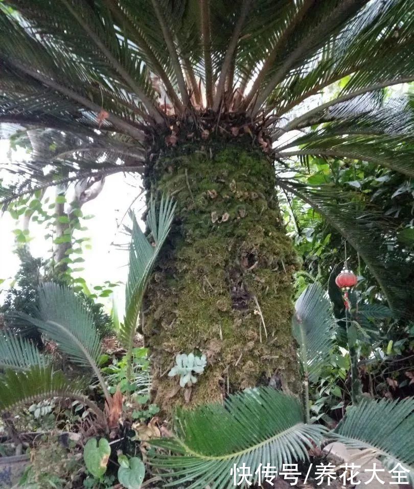  花友|养了几十年的花，竟然是从牙签苗长起来，太辛苦