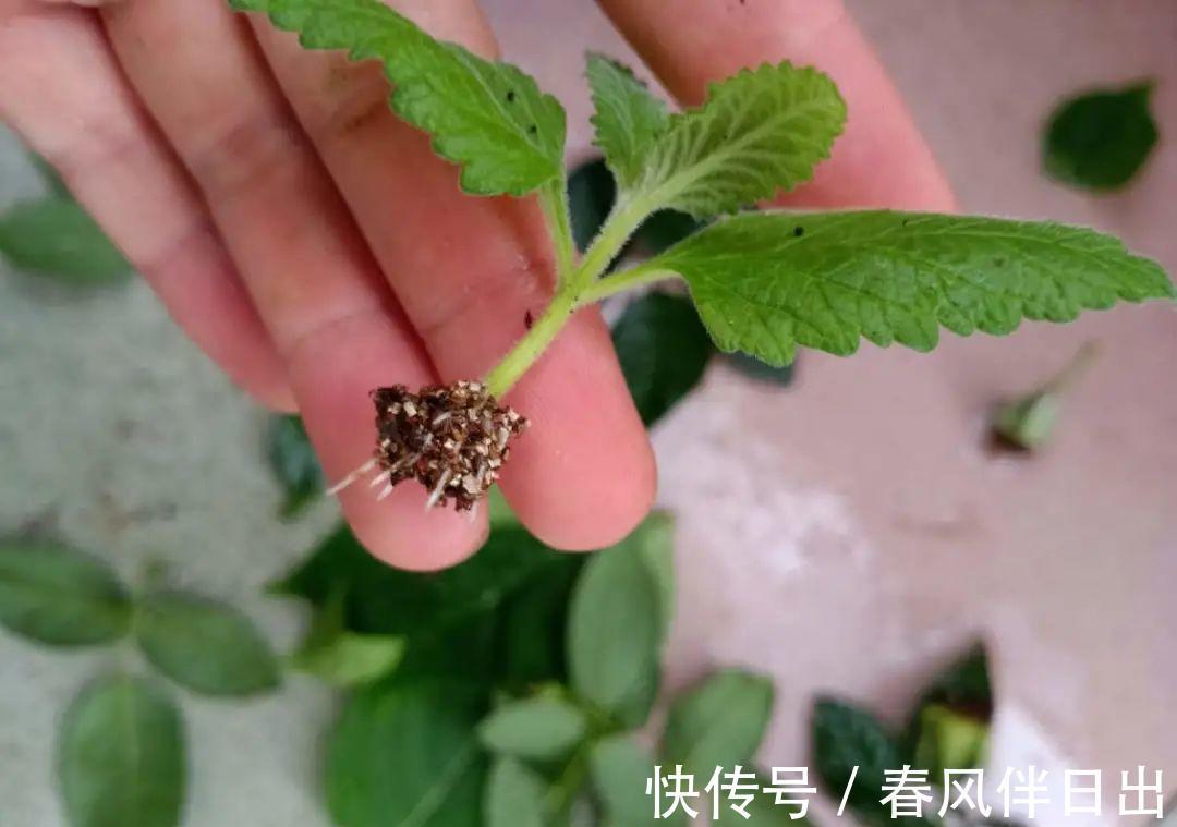 施肥|8种花赶紧剃头，剃得越狠，开花越多