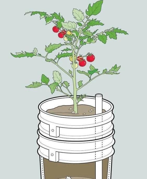 植物|没地种花种菜,没时间浇水几个塑料瓶就能解决,DIY变废为宝