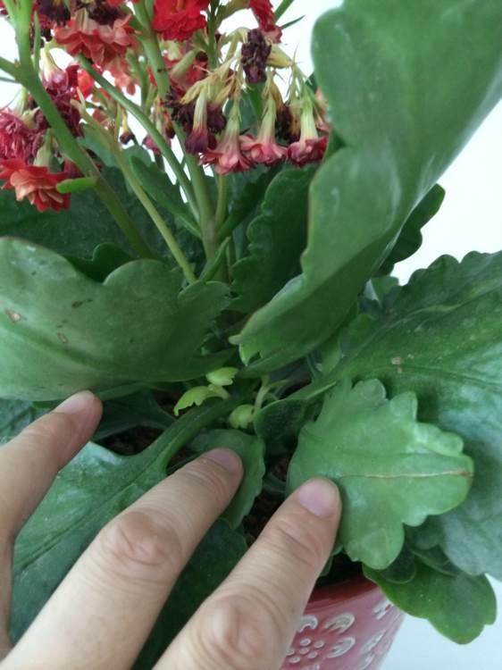 长寿花开败后，随手剪一刀，一个月后开成大花球