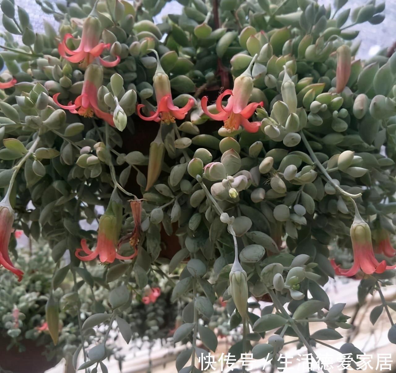 福娘系多肉中非常经典的2个品种,一个有香味一个叶片肥,值得养