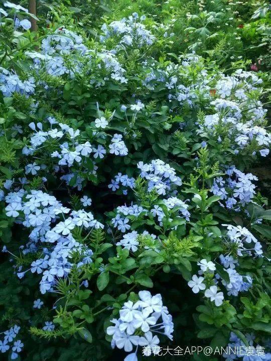 蓝目菊|蓝雪花妥妥的开花机器，花量大、花期长，让人不得不爱