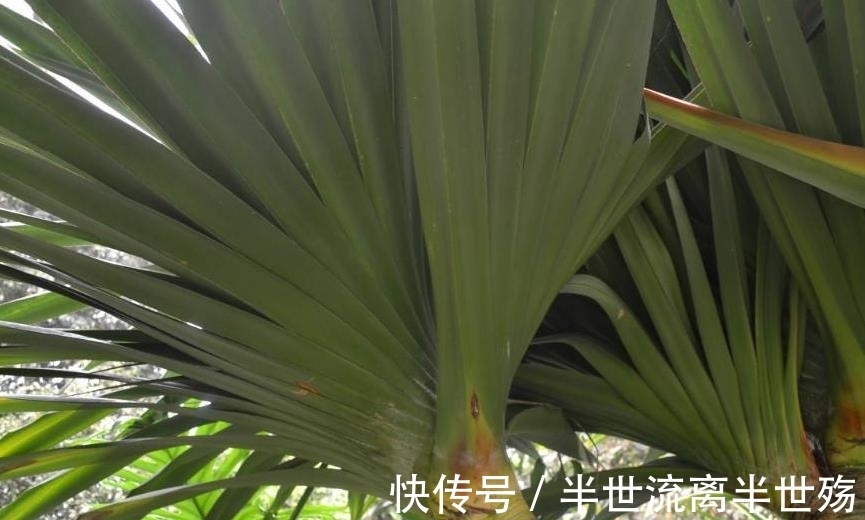 植物 非洲最神奇的植物,除了钻石其他地方都不长,找到它就能找到钻石