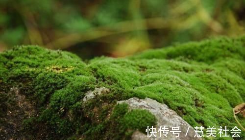 植物|路边挖来的青苔,只需2个步骤,7天长成微景观,比买来的还漂亮