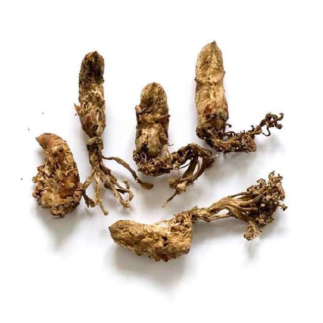 这种野生植物很罕见,根部是蝉虫,很多人没见过,更没吃过