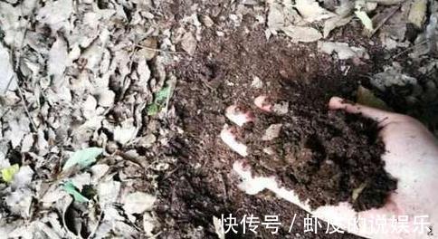 花盆里换下来的土能用吗,怎么正确再利用