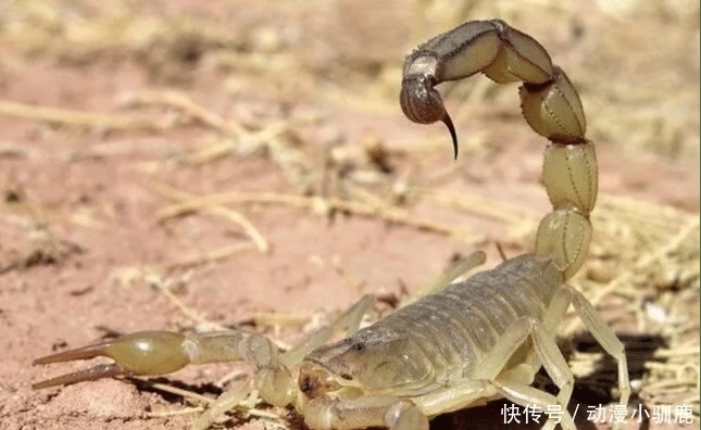 动物|农村这8种动物最好不要碰, 尤其是最后看着都害怕