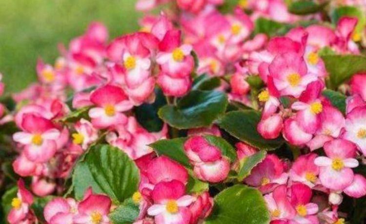 几款花卉,花艳易爆盆,家里充满色彩感,阳台变成小花园
