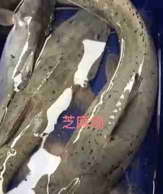 这种是我国最贵的淡水鱼品种之一,很多人即使钓到都舍不得吃