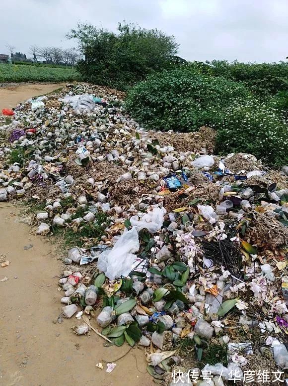 修剪|路边被人丢掉的名贵花,丢人也要捡,种盆里就开花