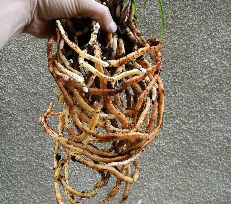 给兰花换盆换土,看根系就知道,兰花养得好