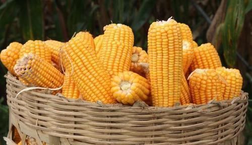 腹部脂肪|腹部脂肪多又想瘦下来，别光顾着跑步，这样做能更有效的瘦下来