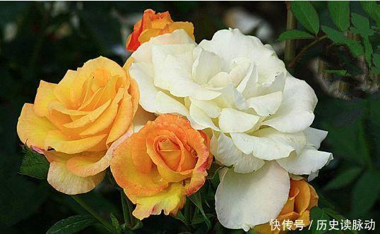 仙女|4种花界中的仙女花,花色美丽,全年开花,种植容易
