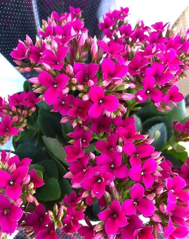 长寿花到了现在,还是不开花,几个原因告诉你,让它快速出花苞!