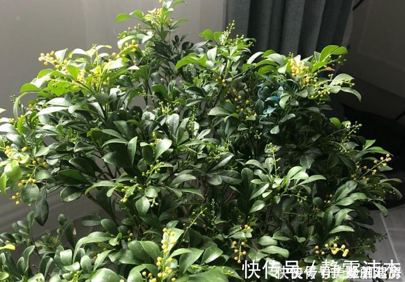酸性|家中常见的6种花是“醋罐子”，多浇点酸水，叶子才能绿得发亮