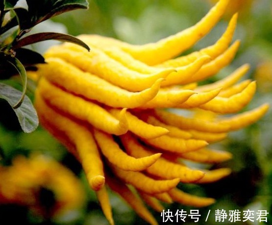 益气|以下几种野果功效强大,补血益气,降三高,还能保护心血管