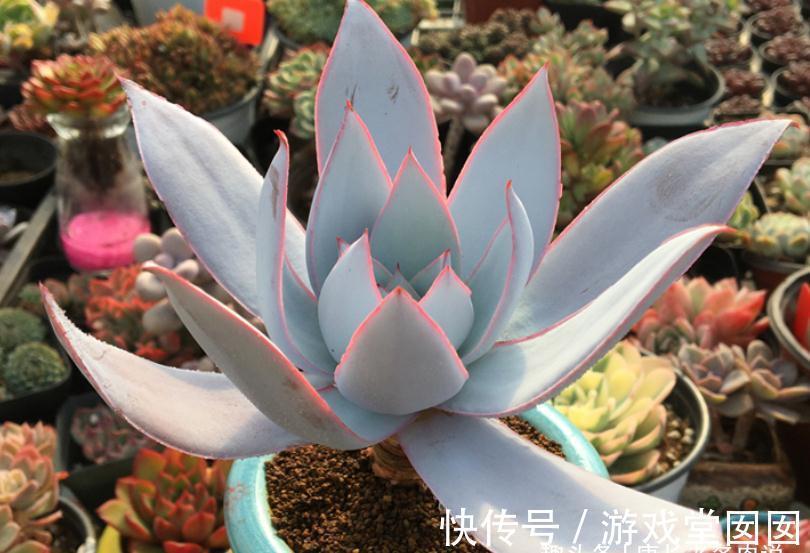 人间清暑殿,天上广寒宫——既仙又飒的广寒宫乃必养的多肉之一