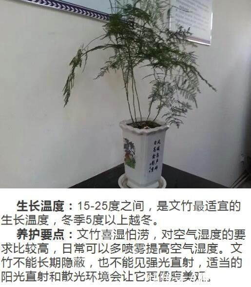 网纹草|什么人养什么花,对号入座,看看你养对了吗?