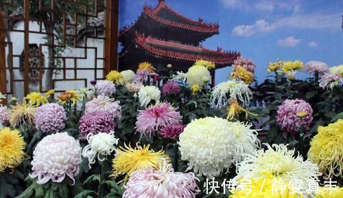 5种“耐寒花”，趁着秋天种一盆，爆花3个月，冬天不寂寞