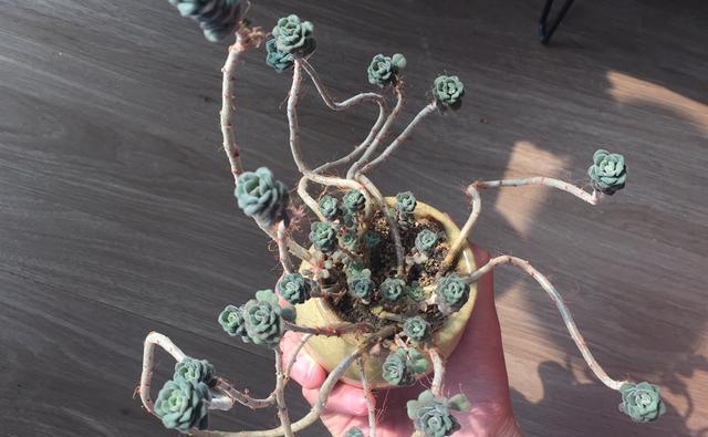 花盆|阳台养多肉,做好7点,养出的多肉就是比别人家的要美一点