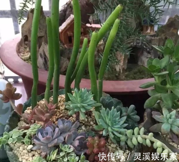 养花的五大误区，避免这五大错误，你养的花年年开爆阳台