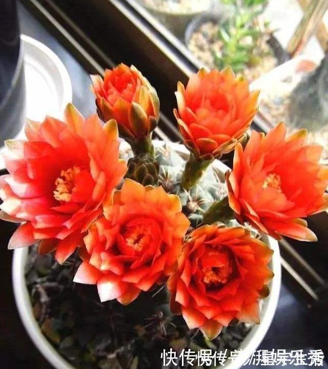 仙人球|家里养这5种花，怎么折腾也不死，养一盆爆一盆，懒人也合适