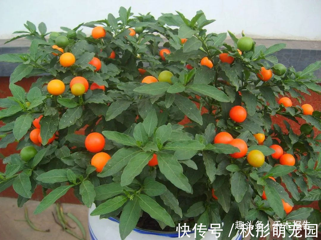 珊瑚樱|农村田边一种“樱桃”,见到可别吃,又毒又辣,但它价值却很高