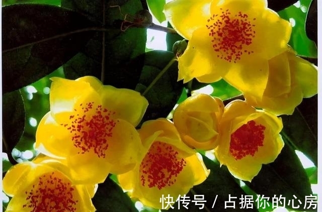 花朵|此花被誉为“植物黄金”,营养丰富,家里养一盆观赏食用皆可