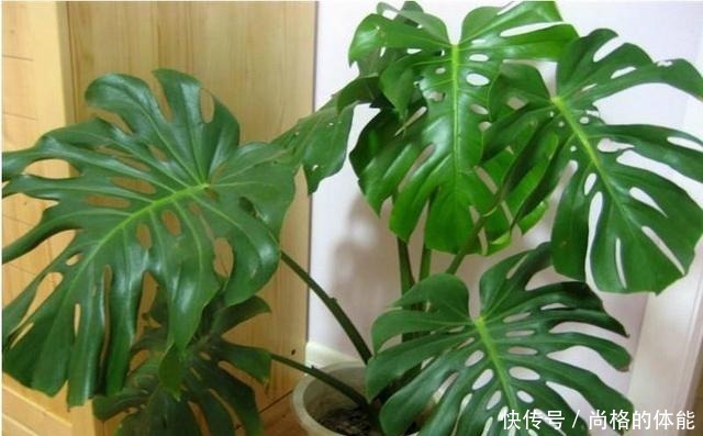 “3种花”摆客厅,大气、上档次,叶片油绿,空气清新,你养了吗!