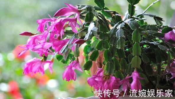 砧木|蟹爪兰度夏，经常喷点“这种水”，叶片不瘦不脱落，安稳过夏天