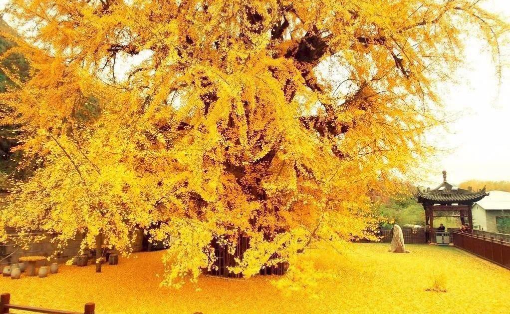 家里种“好树”,子孙一直富,6种“吉利树”,养得越久越吉利