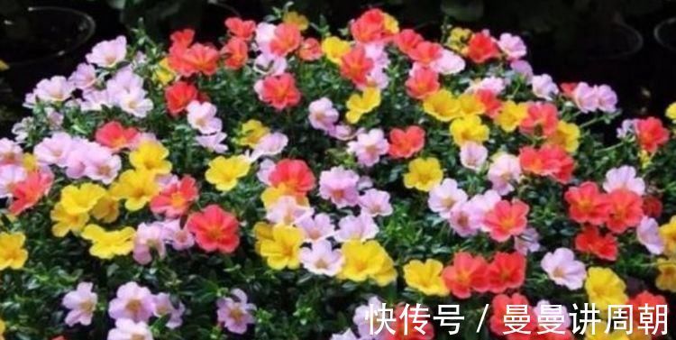 太阳花|聪明人都养4种花,看了就让人沉醉,年年开花不断,美