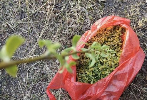 一种树上野菜,古时是救命粮,如今路边常见,很多人见过没吃过