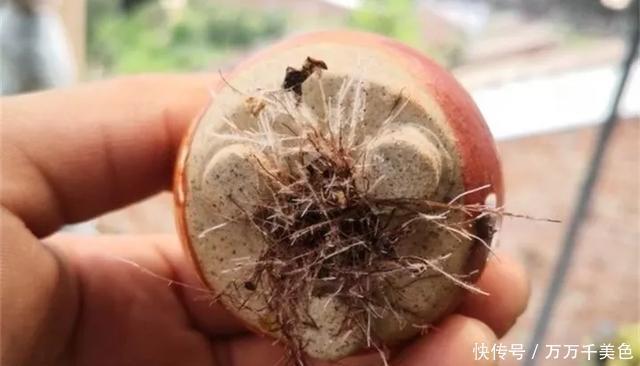 妖妖|多肉饿着养,个个土肥圆,越矮越小越值钱