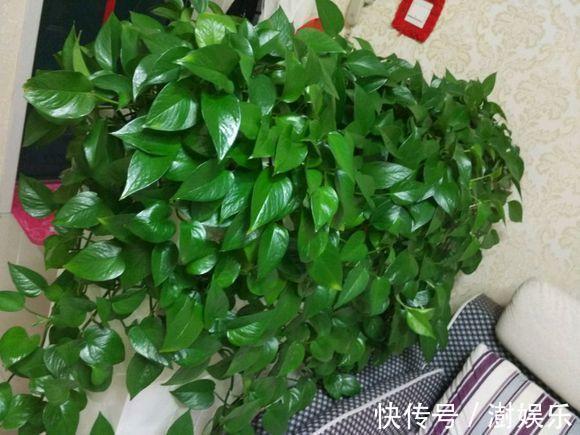 花盆底|人见人烦的“东西”,却是养花“宝贝”,养啥旺啥,土壤肥沃疏松