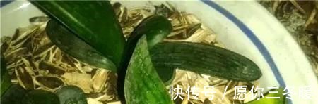 路边捡一把扔到花盆里，土壤肥的流油，根壮不腐烂，3年不用换土！