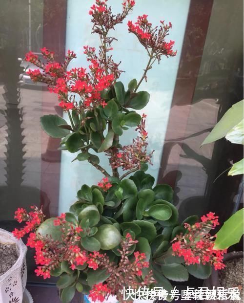 长寿花|养这三种花，盆越小，开的花越多，放大盆还容易死