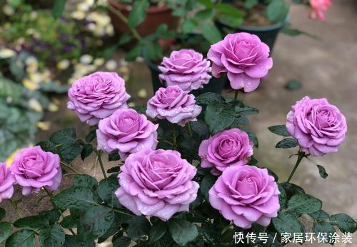 浇水|月季长势越来越差，多半是4件事没做好，及时纠正开出层叠群花