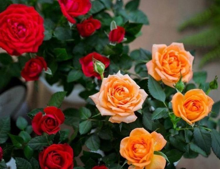 玫瑰花|4种花深受花友的喜欢,沾土就能活,开花就爆盆,不易生病好养护