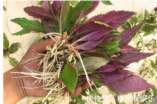 野菜|农村一种喂猪的野菜,能止血补血,清热解毒,抗病毒。